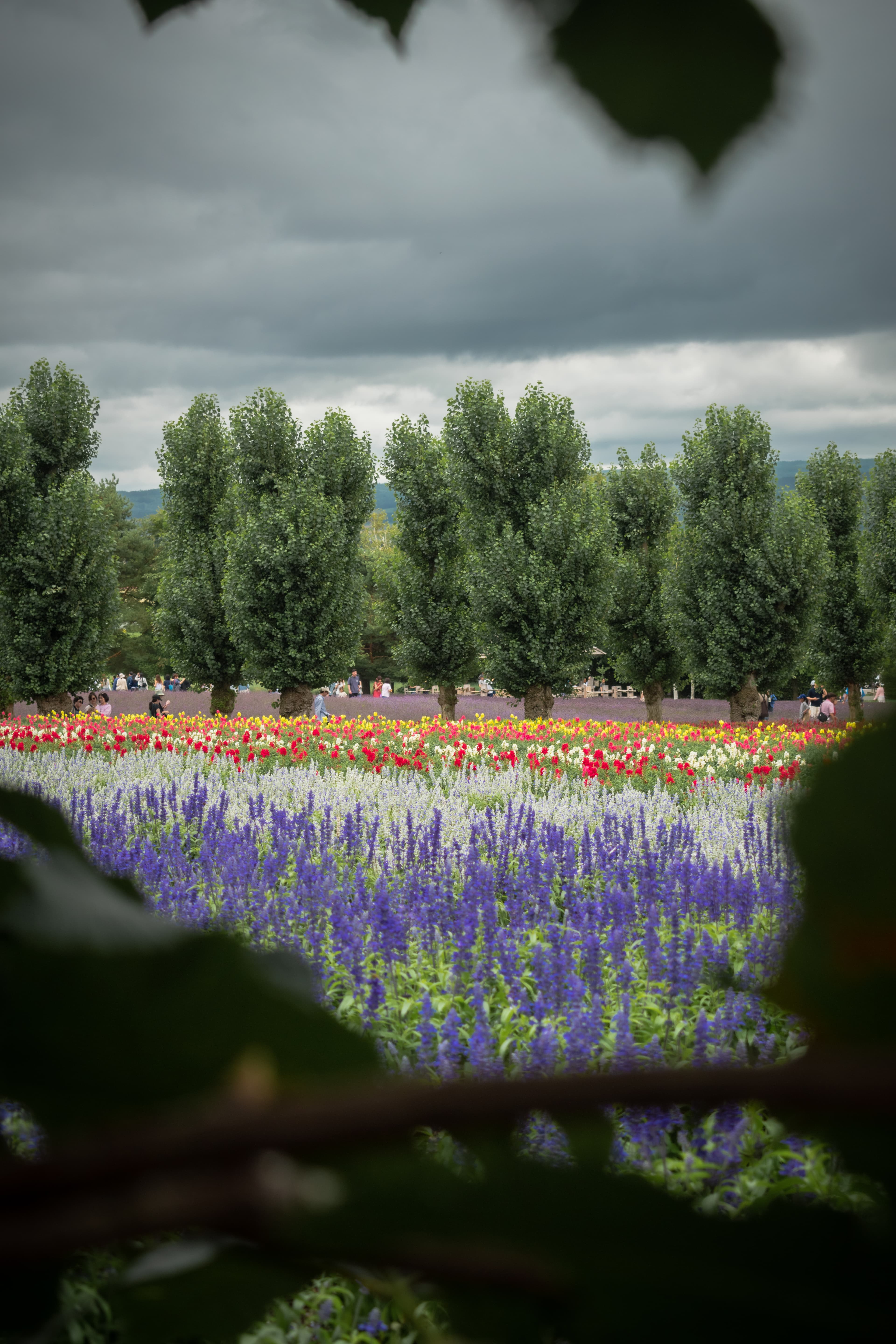 Lavender field in Tomita Farm, Hokkaido, Japan
