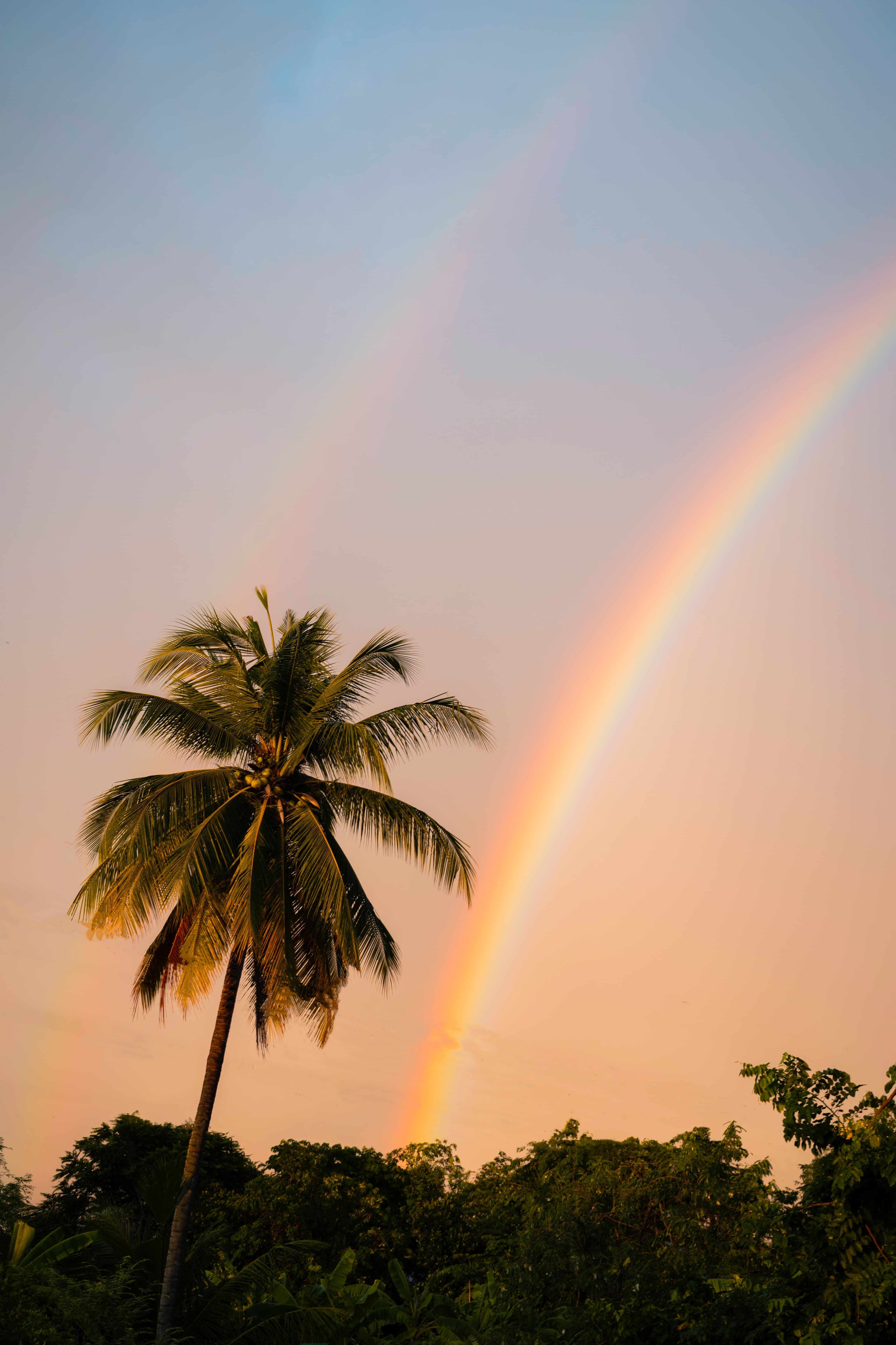 Palm tree standing beneath a bright rainbow across the sky after the rain.
