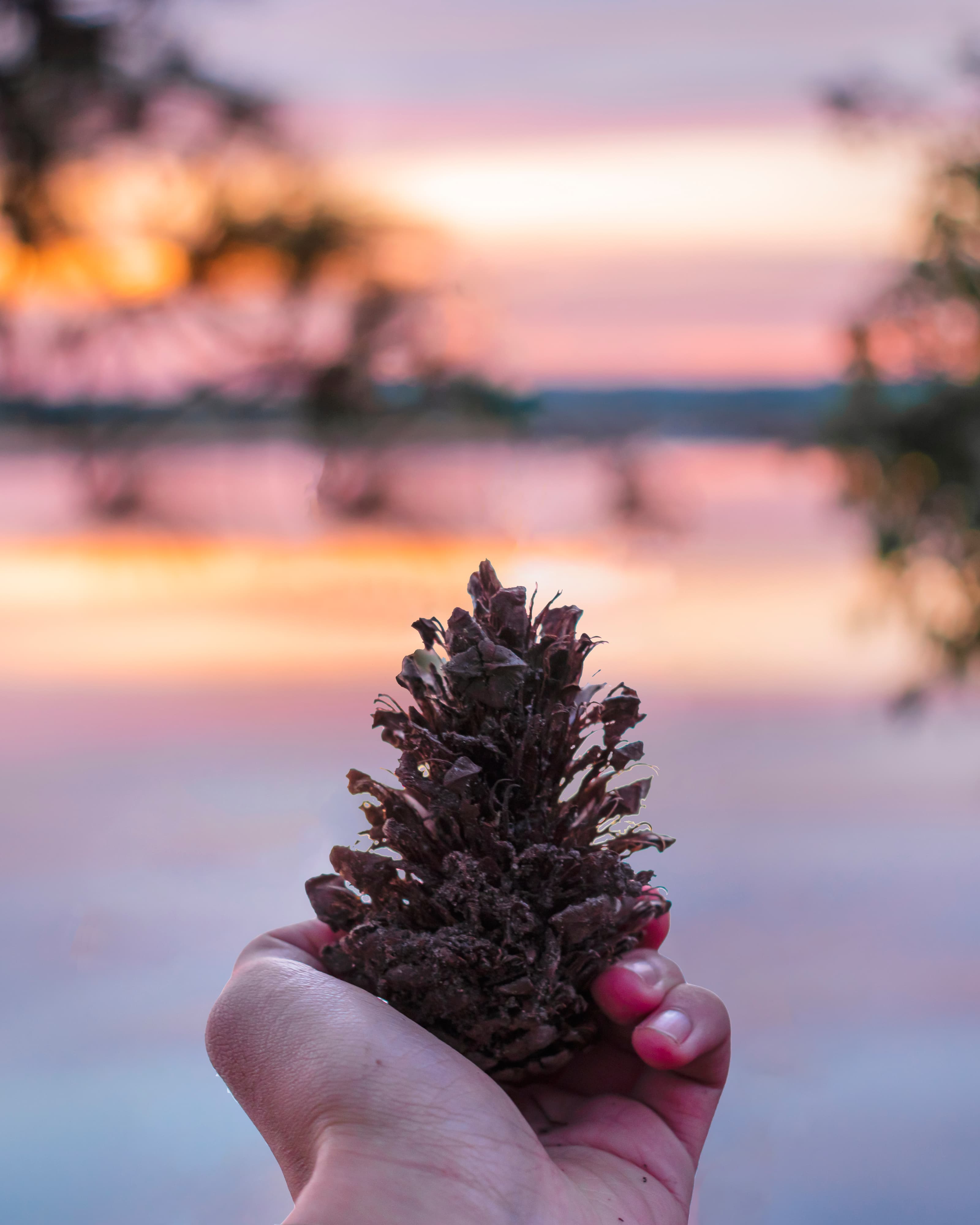 Pine cone held in hand beside a calm lake