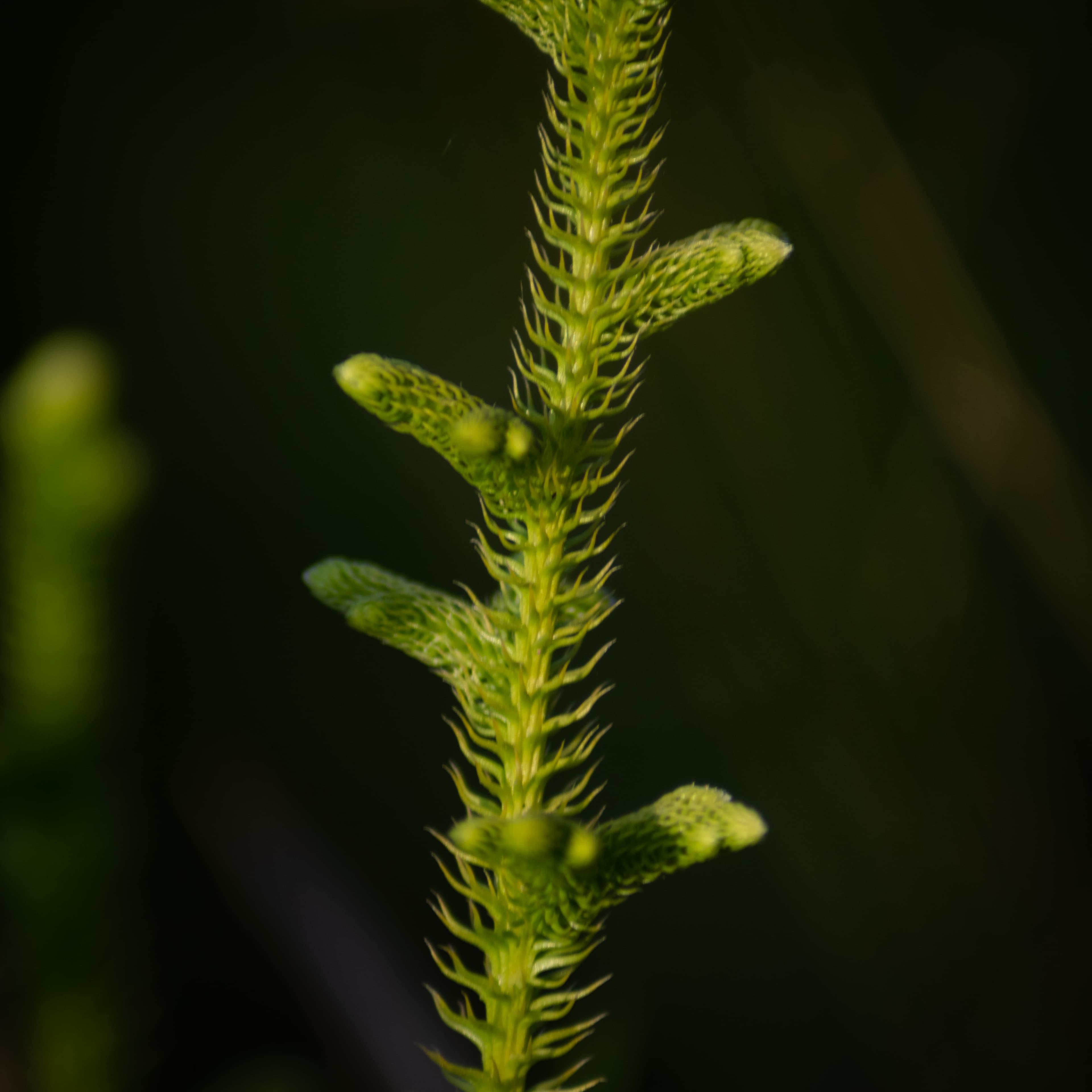 Macro view of a small green plant