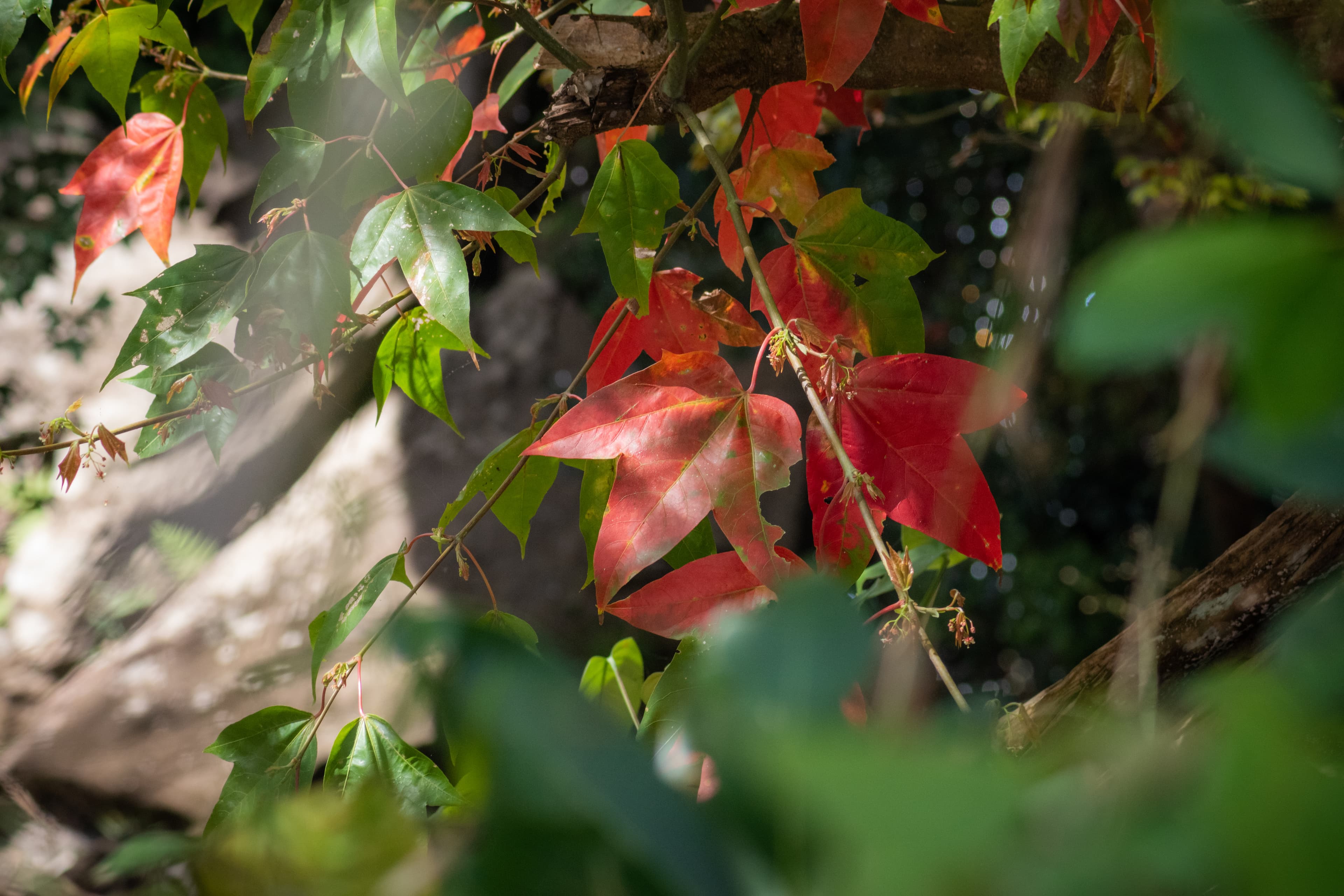 Autumn leaves turning red among green foliage