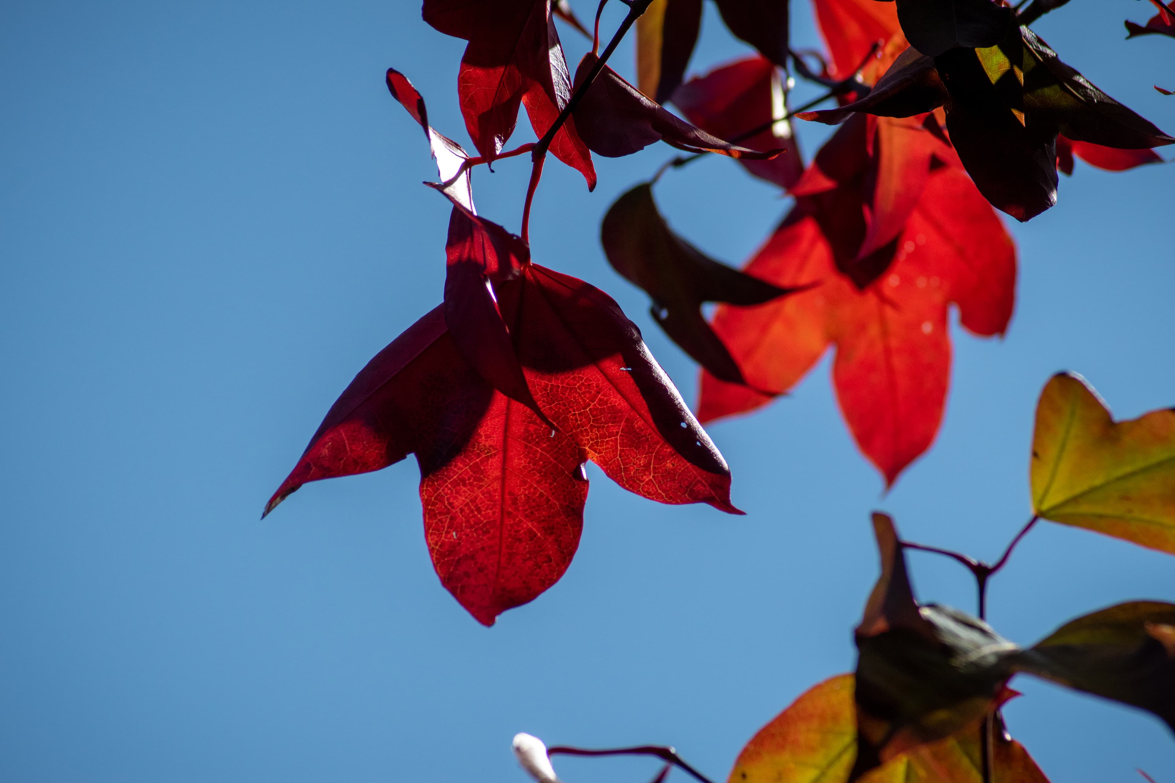Bright autumn leaves contrast against the blue sky.