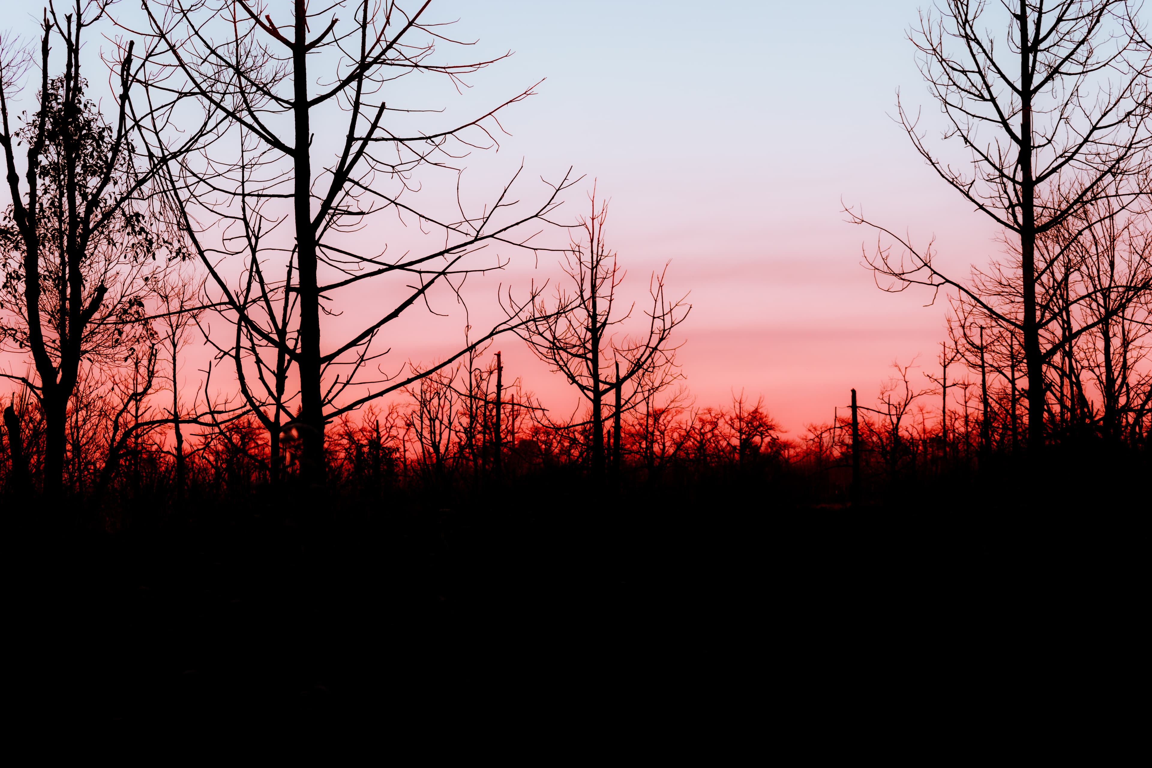 Dark branches contrast with the glowing evening sky.