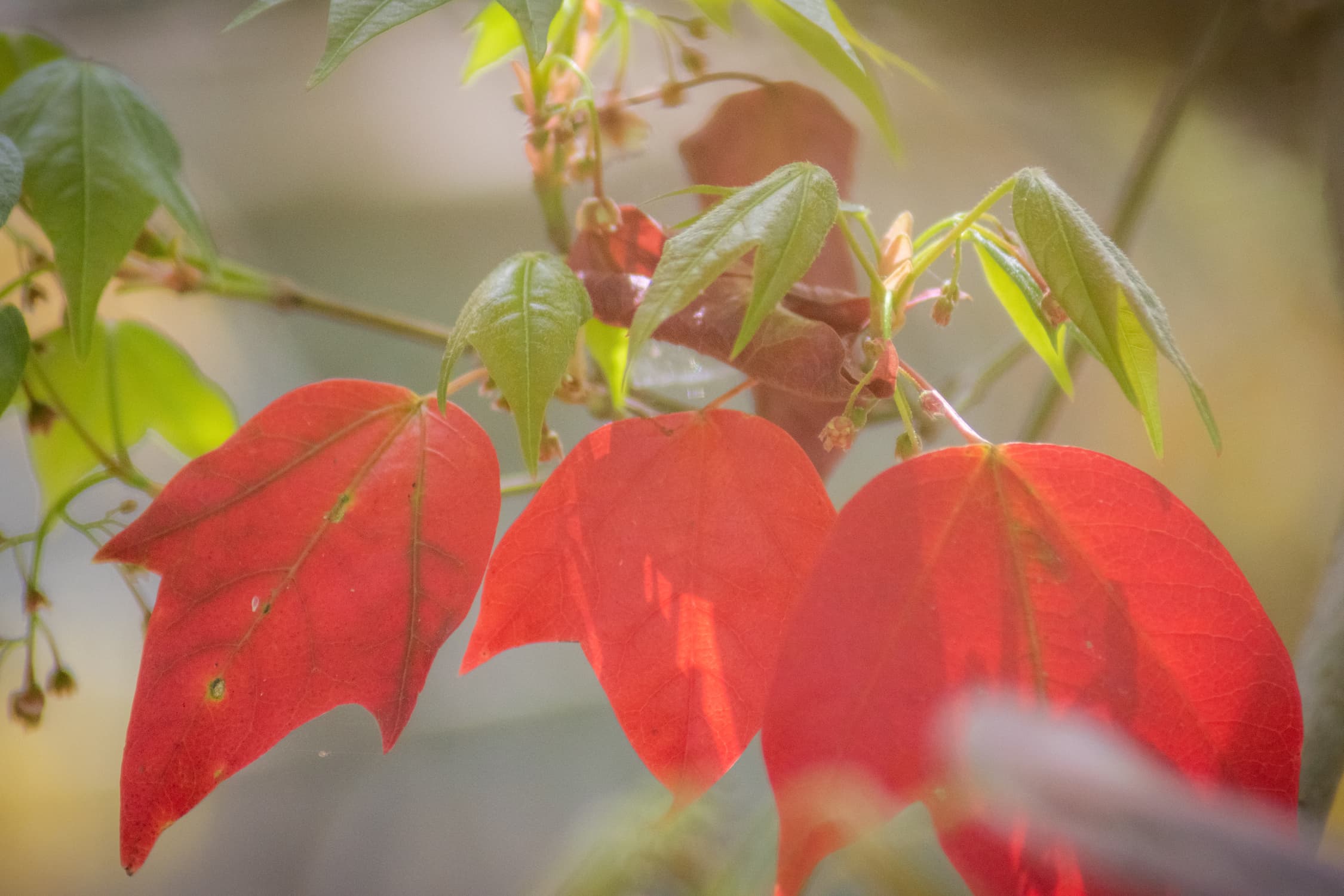 Bright red maple leaves in soft sunlight