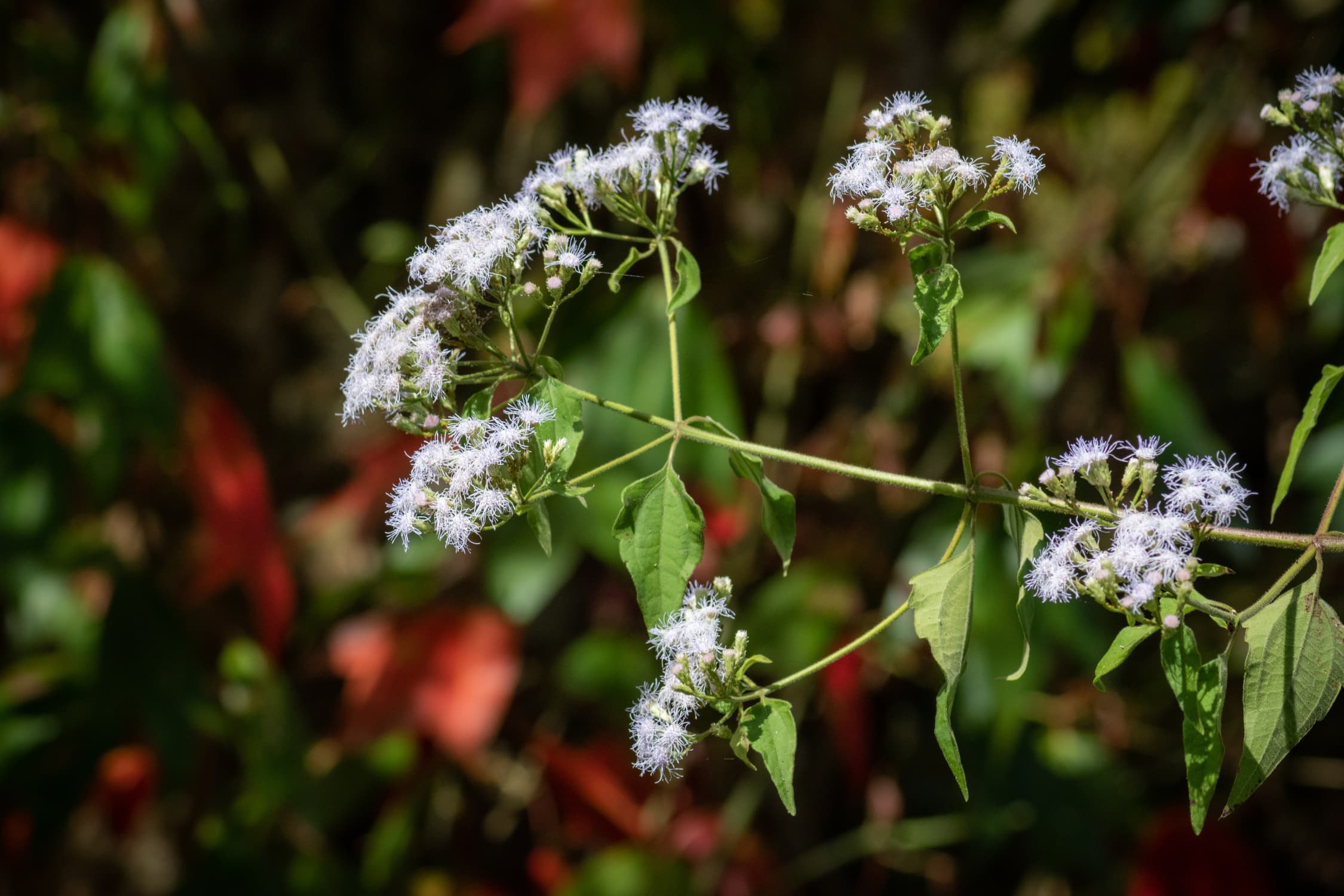 Delicate wildflowers bloom quietly in the grass.